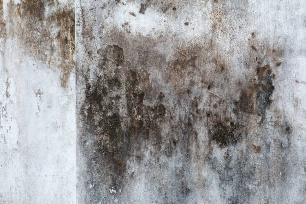Best Forensic Mold Investigation  in Portage, MI