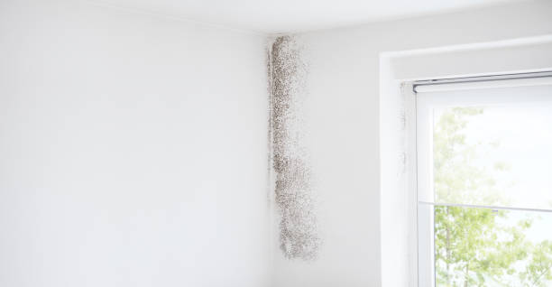 Best Black Mold Removal  in Portage, MI
