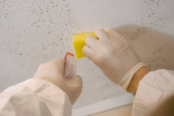 Best Post-Construction Mold Inspection  in Portage, MI