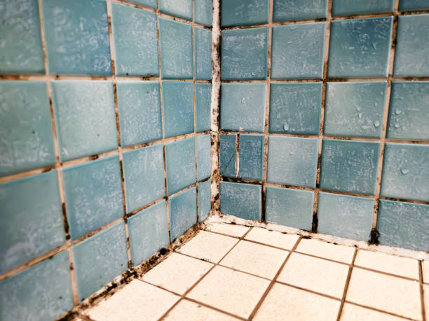 Mold Remediation for Vacation Homes in Portage, MI