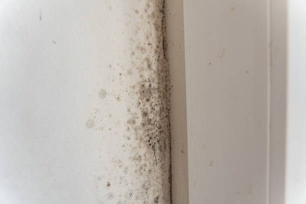 Best Mold-Related Health Consultation  in Portage, MI