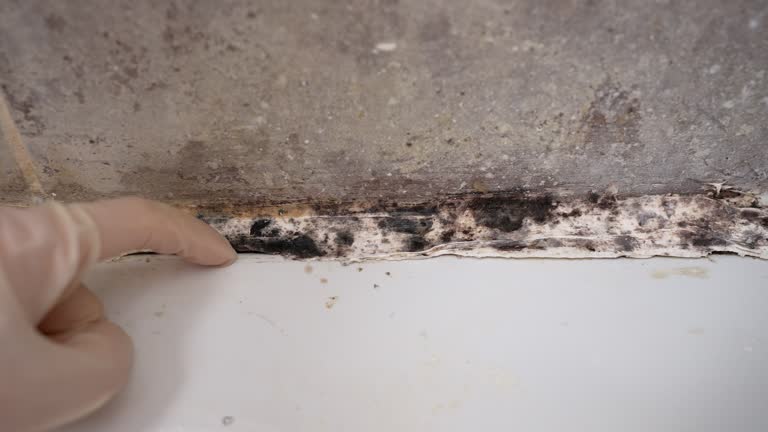 Best Mold Damage Restoration  in Portage, MI