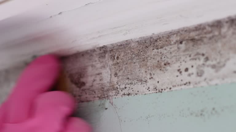 Best Environmental Consulting for Mold Prevention  in Portage, MI
